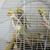 عروس هلندی ۳ماه تا۶ماه فروش|پرنده|سلمان‌شهر, |دیوار