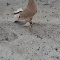 کبوتره ترکیه ماده گزن