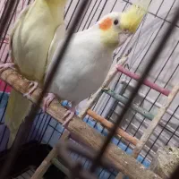 جفت مولد لوتینو|پرنده|خرمشهر, |دیوار