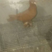 کبوتر|پرنده|تبریز, |دیوار