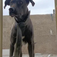 پیت بول|سگ|سیرجان, |دیوار