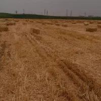 کاه|لوازم جانبی حیوانات|قیدار, |دیوار