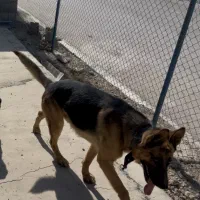 واگذاری ژرمن شپرد نر