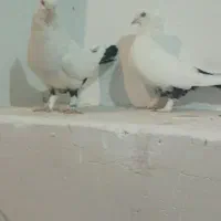 کفتر دم سیاه مهر