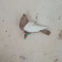 رنگی دمسفید