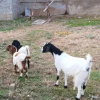 بگوسفند بز دوقلوزا آبستن با دو بزغاله|حیوانات مزرعه|چمستان, |دیوار