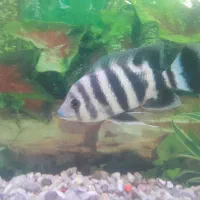 ماهی|ماهی|فسا, |دیوار