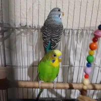 یک جفت نرو ماده مرغ عشق سالم بدون پرریزی