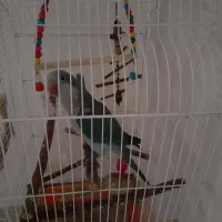 فروش یک طوطی راهب