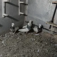 کبوتر طوقی|پرنده|پرند, فاز ۳|دیوار