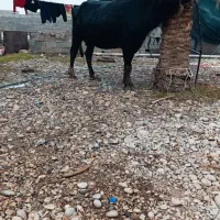 شوشتر شعیبیه|حیوانات مزرعه|شوشتر, |دیوار