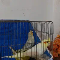 جفتدعروس هلندی