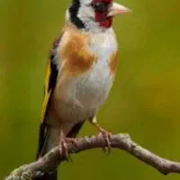 پرنده سهره جفت