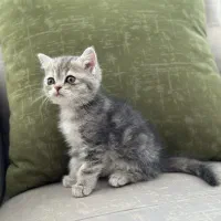 واگذاری بچه گربه اسکاتیش آنفولد (تبی گلد)|گربه|سنندج, |دیوار