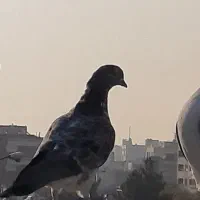 کبوتر پرشی|پرنده|اصفهان, دستگرده|دیوار