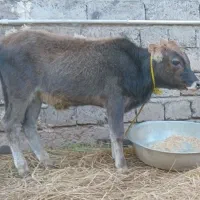 گاو