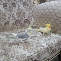 عروس هلندی|پرنده|مشهد, گلبرگ شمالی|دیوار