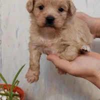 سگ نژاد دار