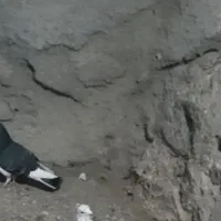 کبوتر