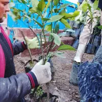 انواع نهال پرتقال تامسون و خونی