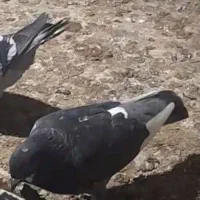 کبوتر گمشده