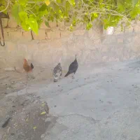 بوقلمون ماده