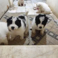 سااموید دورنگ سیاه و سفید|سگ|نجفآباد, رحمت آباد|دیوار