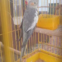 عروس هلندی بازیگوش