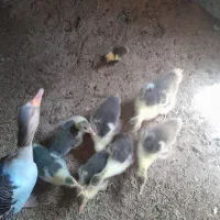 جوجه غاز