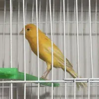 قناری مست شلاقی