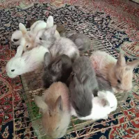 بچه خرگوش نژاد لاین هد و لوپ