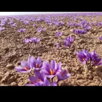اجاره ۲ هکتار در نوبهار