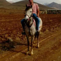 اسب فروشی|اسب و تجهیزات اسبسواری|اراک, |دیوار