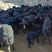 میش قره قزل