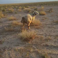 قوچ ترکی سالار|حیوانات مزرعه|شیراز, اصلاح‌نژاد|دیوار
