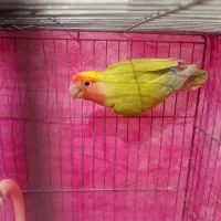 یک عدد طوطی کوتوله بازیگوش خوب