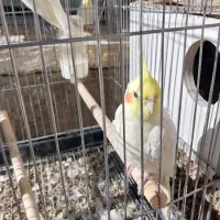 فروش عروس هلندی لوتینو|پرنده|بیضا, |دیوار