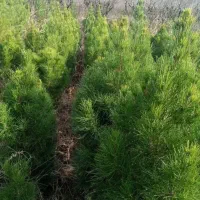 کاج کله قندی مشهد|گل و گیاه طبیعی|کرمان, |دیوار