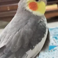 گمشده