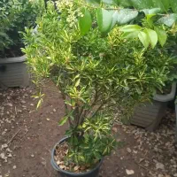 خدمات باغبانی باغچه کاری هرس کاری سمپاشی گل و گیاه