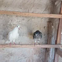 تعدادی جوجه کفتر خوش سو از پدر مادر پرشی سالم|پرنده|تهران, بیسیم|دیوار