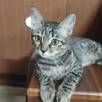 واگذار فوری بچه گربه