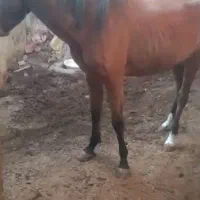 مادیون کرد دوسال  نیم|اسب و تجهیزات اسب‌سواری|پیشوا, |دیوار