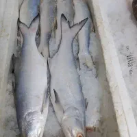 سرمایه گذار در بخش فرآورده دریایی