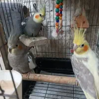 عروس هلندی