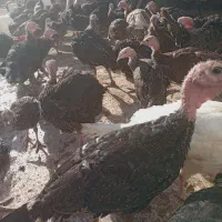 جوجه بوقلمون ب|حیوانات مزرعه|کنگاور, |دیوار