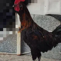 فروش خروس جوان ۷ماهه
