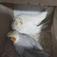 عروس هلندی جفت کار داده