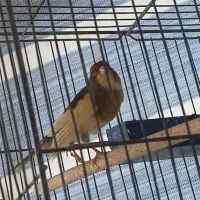 قناری نر|پرنده|شاهینشهر, شهرک گلدیس|دیوار