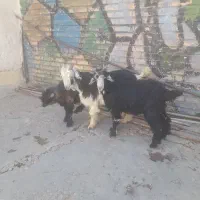 سه تا بیگ|حیوانات مزرعه|مسجد سلیمان, |دیوار